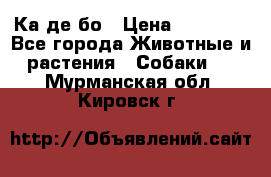 Ка де бо › Цена ­ 25 000 - Все города Животные и растения » Собаки   . Мурманская обл.,Кировск г.